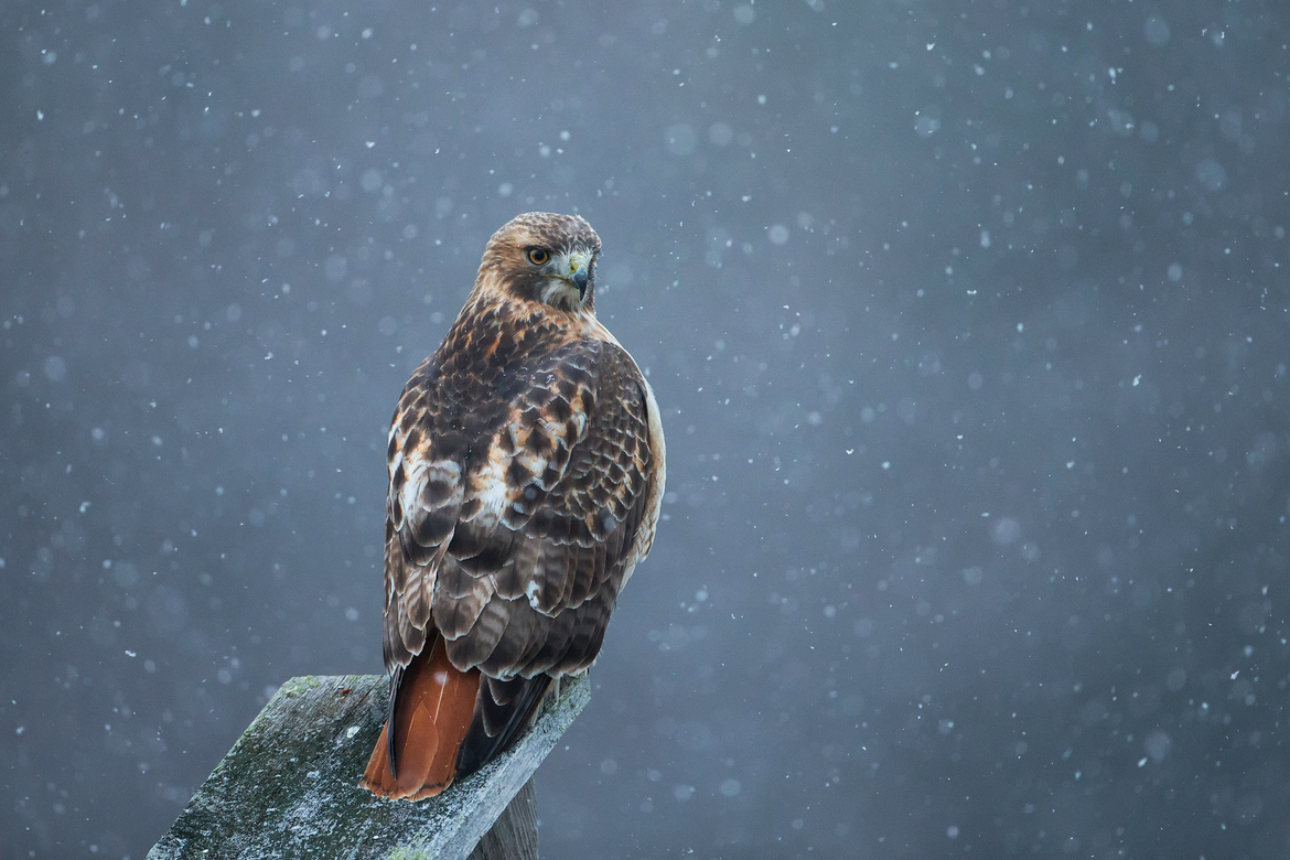 Red-tailed Hawk, Massachusetts Audubon's Ipswich River Sanctuary in Topsfield, Massachusetts, United States