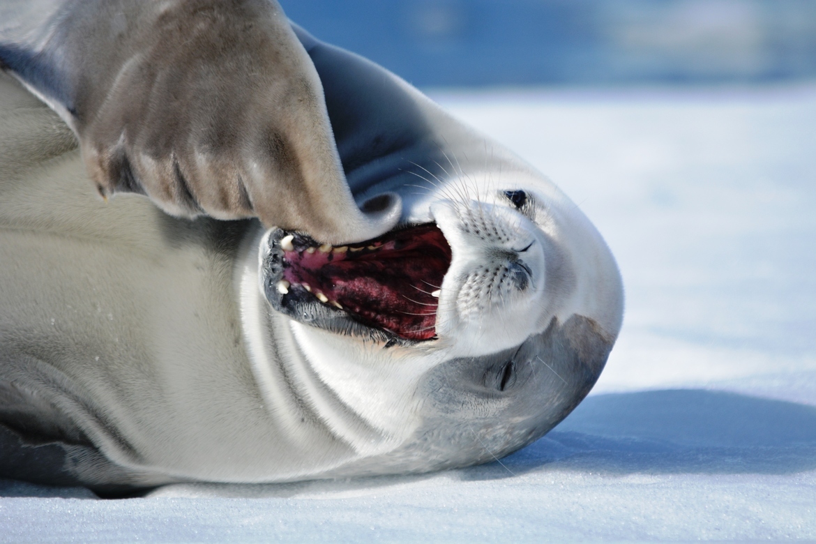 Crabeater Seal, Prospect Point 66°00.7´ South and 065°20.4´ West, just slightly north of the Antarctic circle, Antarctica
