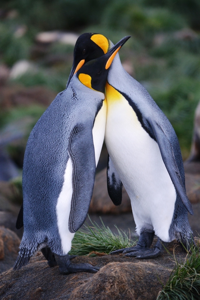King Penguin, St Andrews Bay 54.4333° S, 36.1833° W, South Georgia