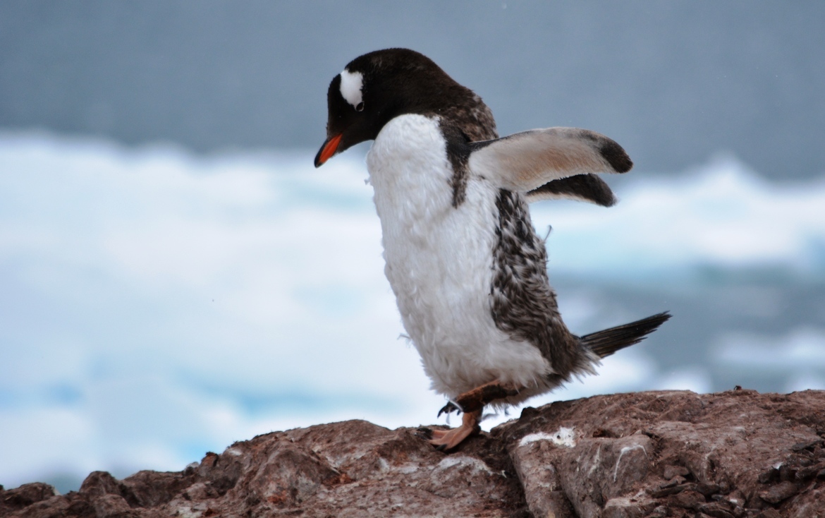 Gentoo Penguin, Neko Harbour 64°50′S 62°33′W, Antarctica