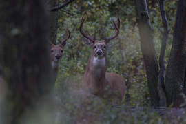 Grid 20831804004 07dd4bf094 o