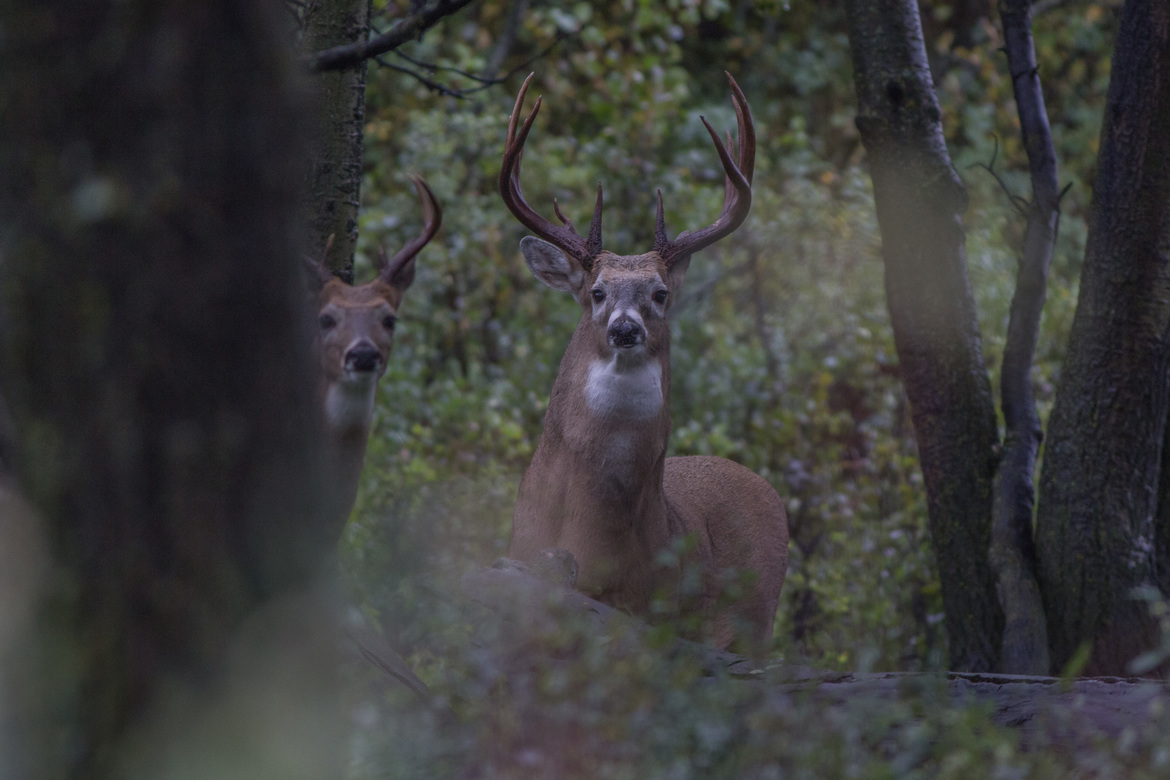 Whitetail Deer, Southwest Saskatchewan, Canada