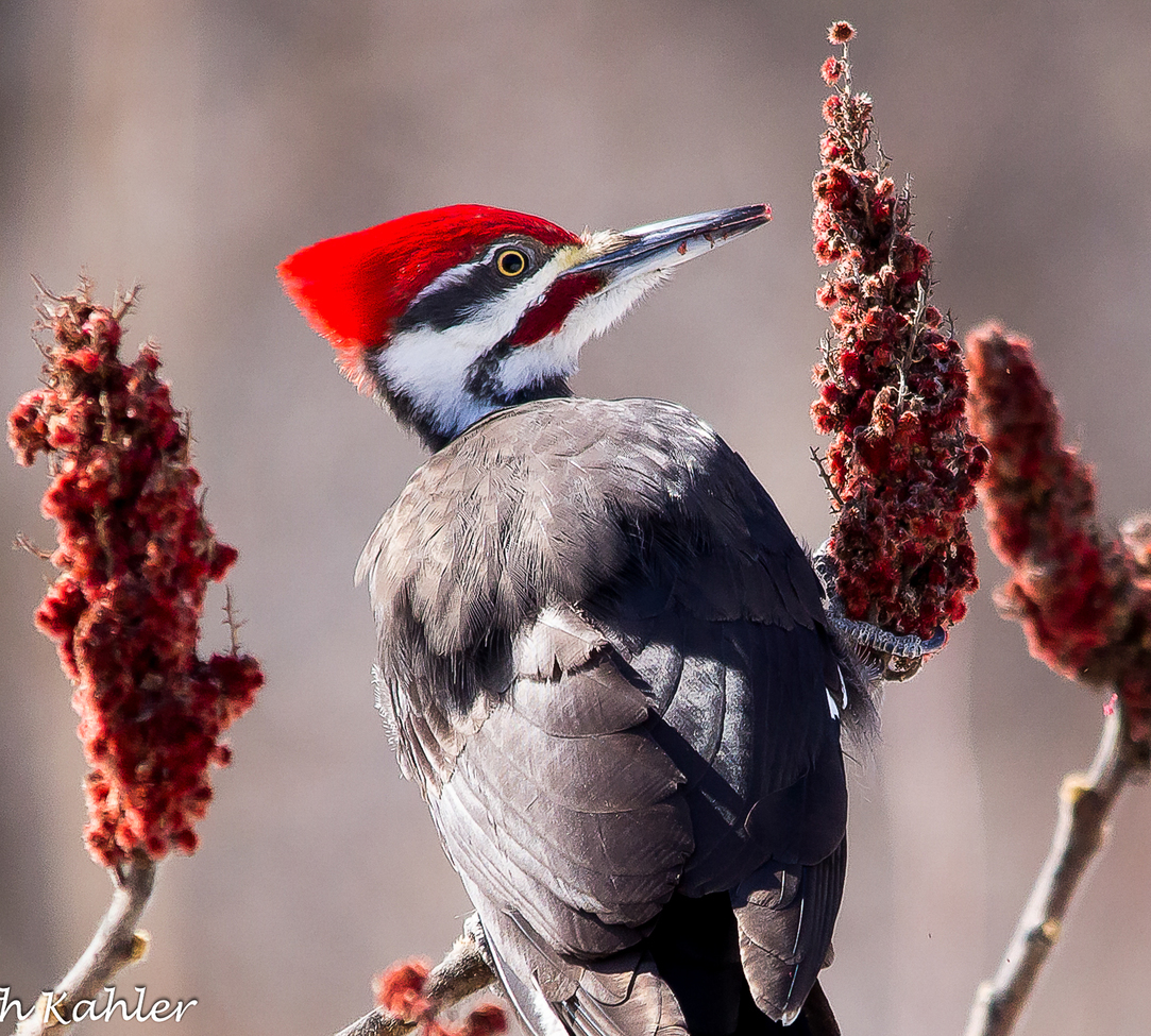 Pileated Woodpecker, Rome, NY, United States