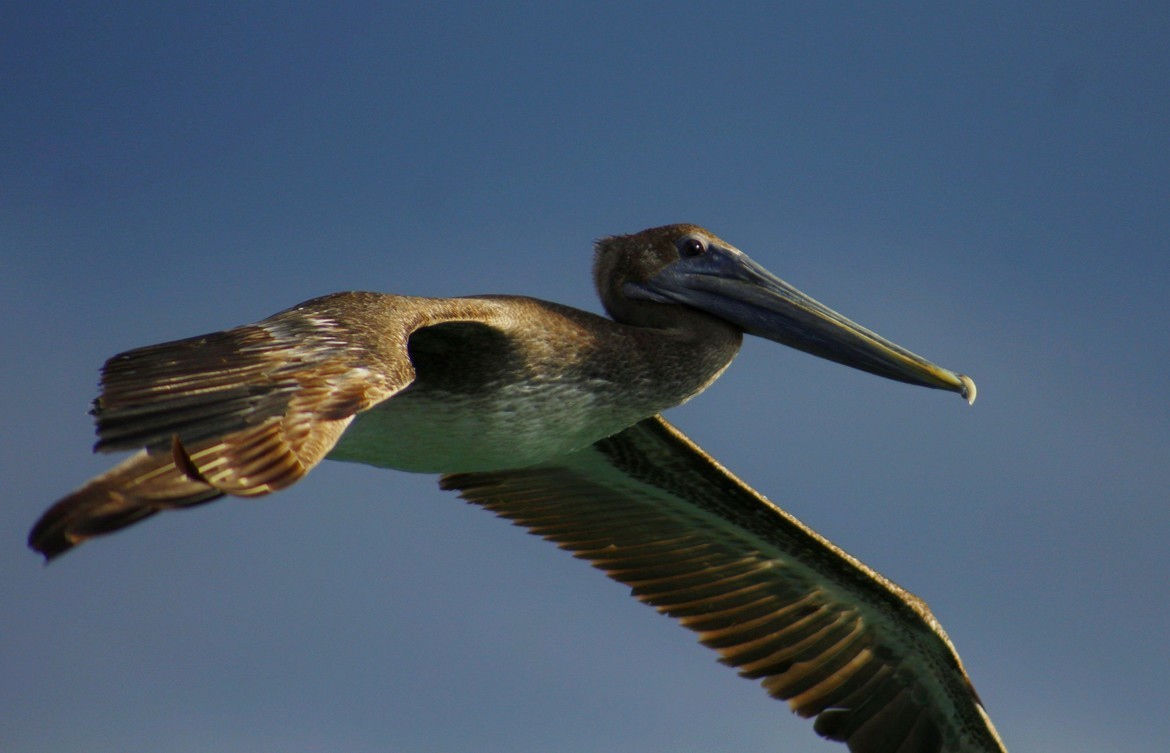 Pelican, Venice Florida, United States