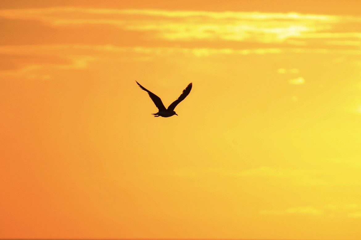 Pelican, Venice, Florida, United States