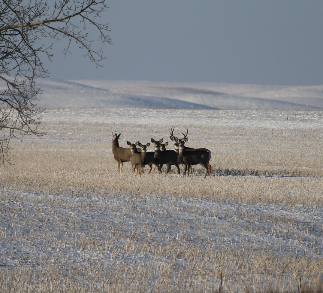 mule deer, zone 10, canada