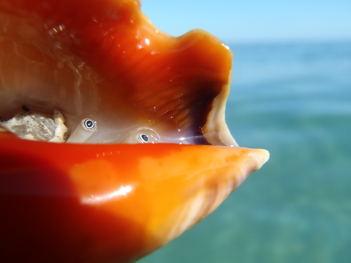 Sea snail, Venice, Florida, United States