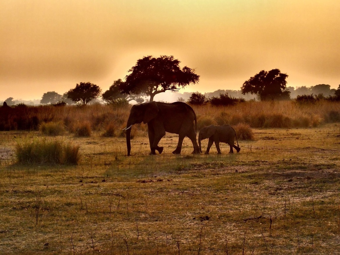 Elephant, Reuckomechi Consession , Mana Pools Zimbabwe