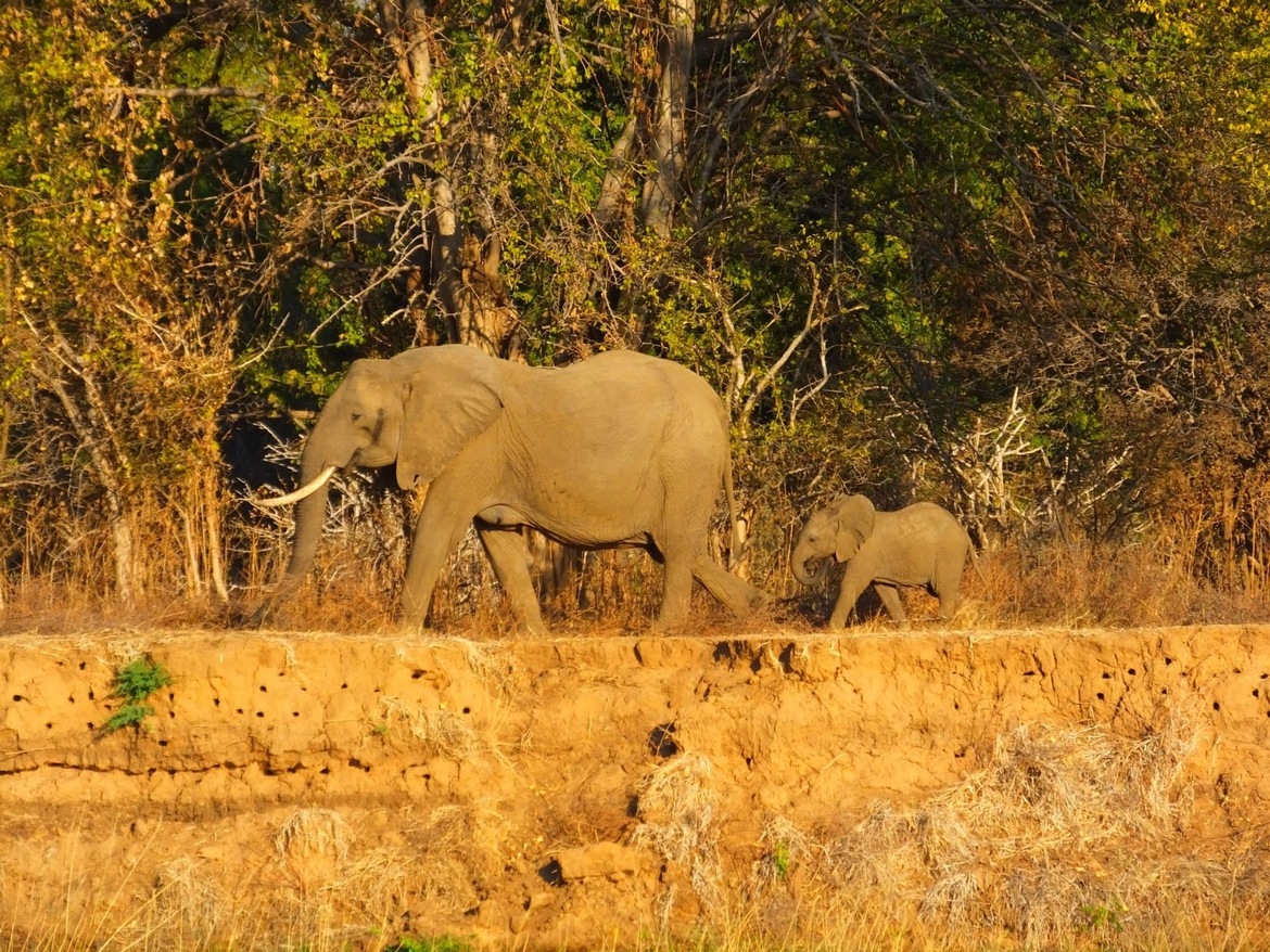 Elephants , Ruckomechi Concession , Zimbabwe