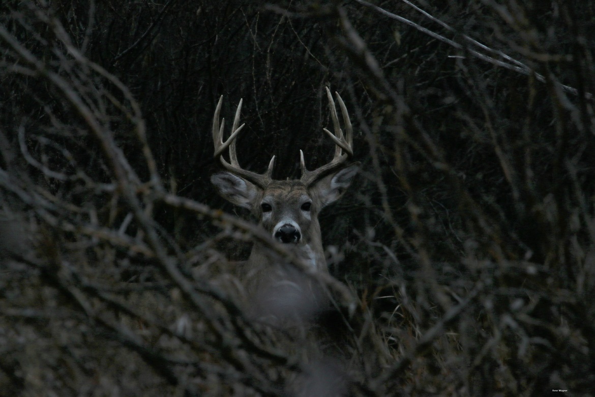 Whitetail, Zone 12, canada