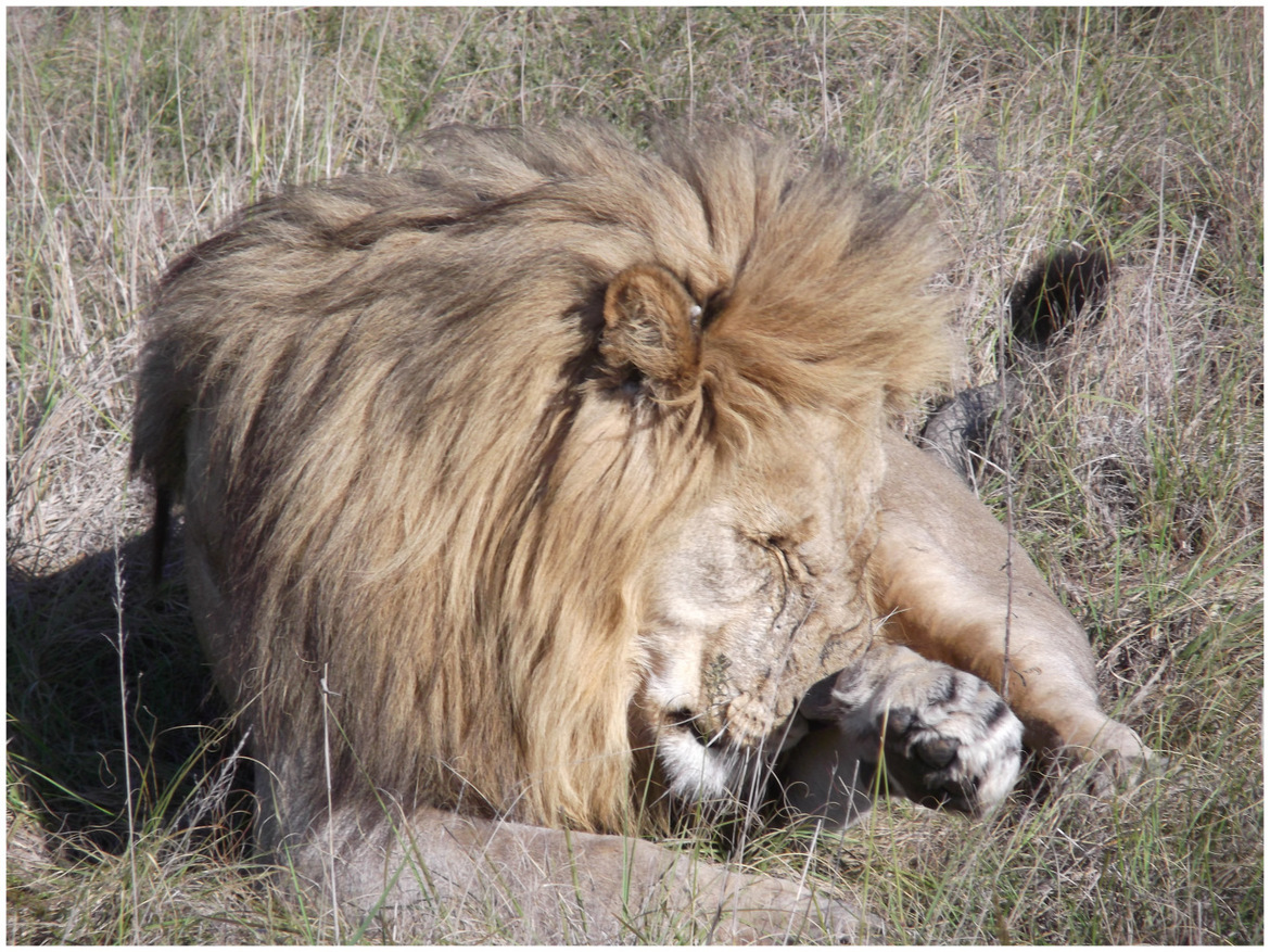 Lion, Shamwari, South Africa
