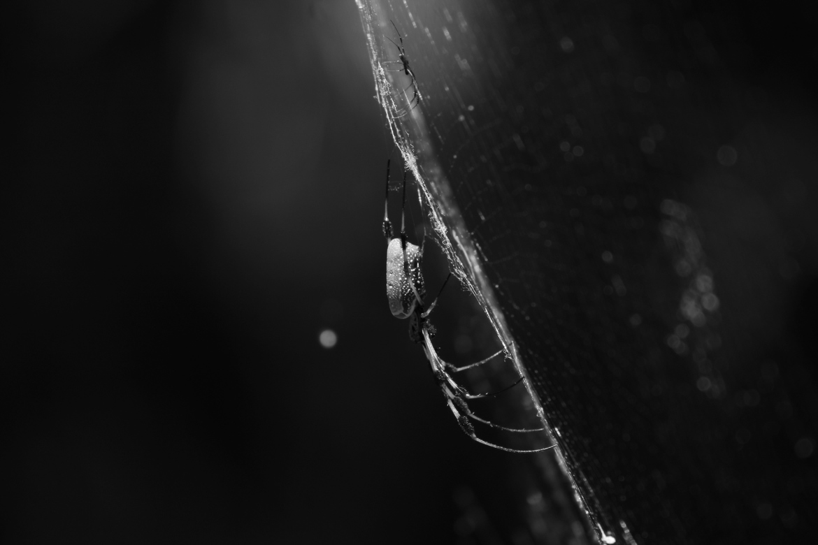 Golden Orb Weaver, Black Bear Wildnerness Area, FL, USA