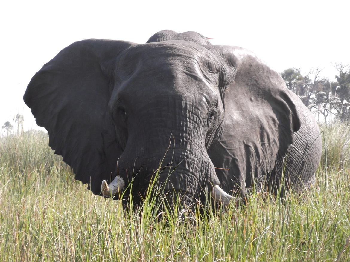 Elephant, Okavango Delta, Botswana