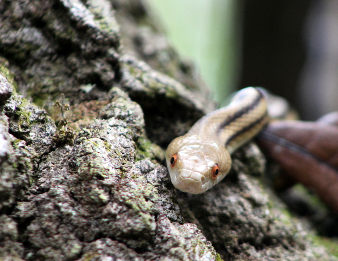 Yellow Rat Snake, Black Bear Wildnerness Area, FL, USA