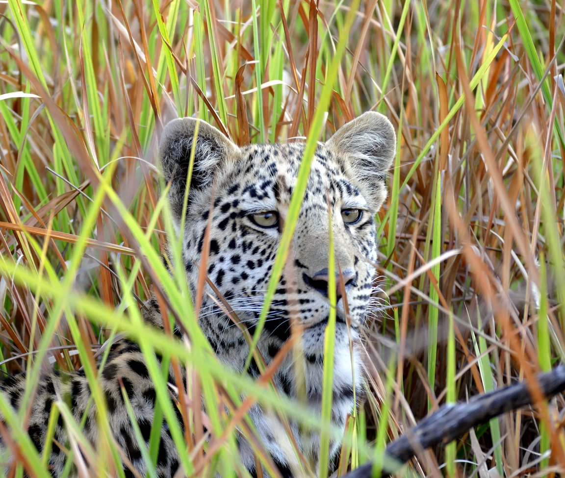 Leopard, Gomati Camp, Santawani Private Concession, Botswana