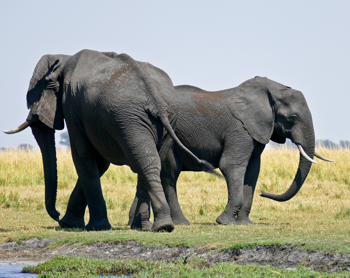 African Elephants, Chobe National Park, Botswana