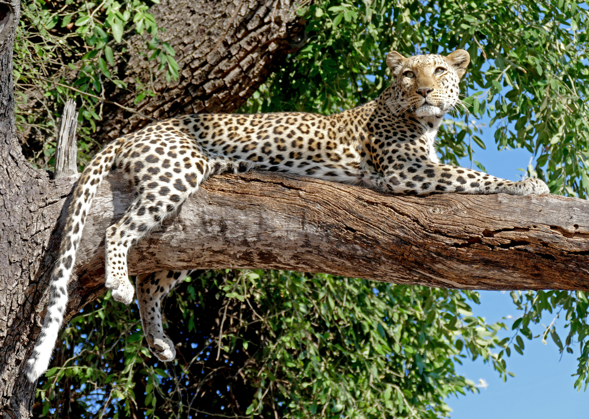 Leopard, Gomati Camp, Santawani Private Concession, Botswana