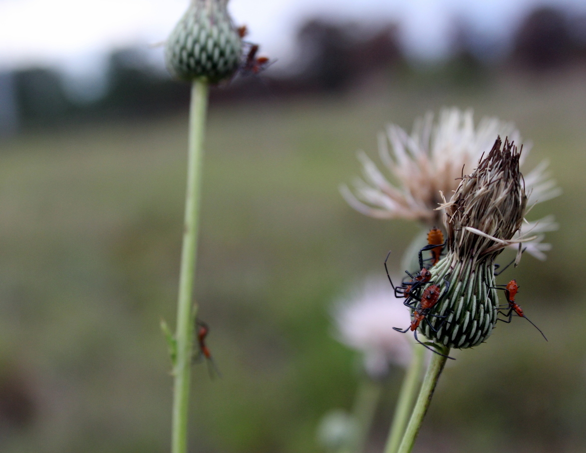 Assassin Bug, Sebastian River Preserve, USA