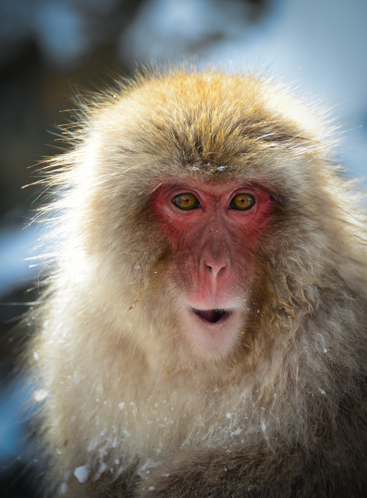 Snow Monkey, Jigokudani Snow Monkey Park, Japan