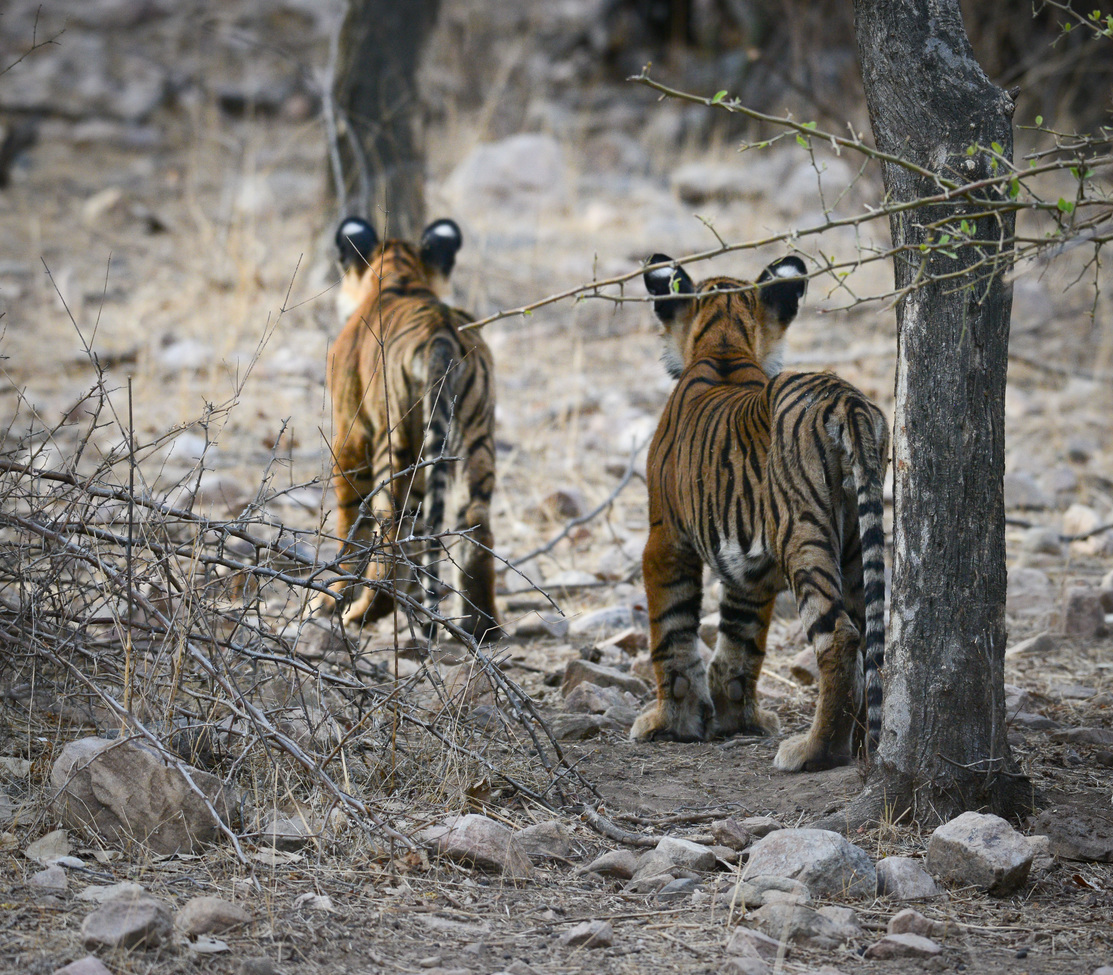 Royal Bengal Tiger, Ranthambore Tiger Reserve, India