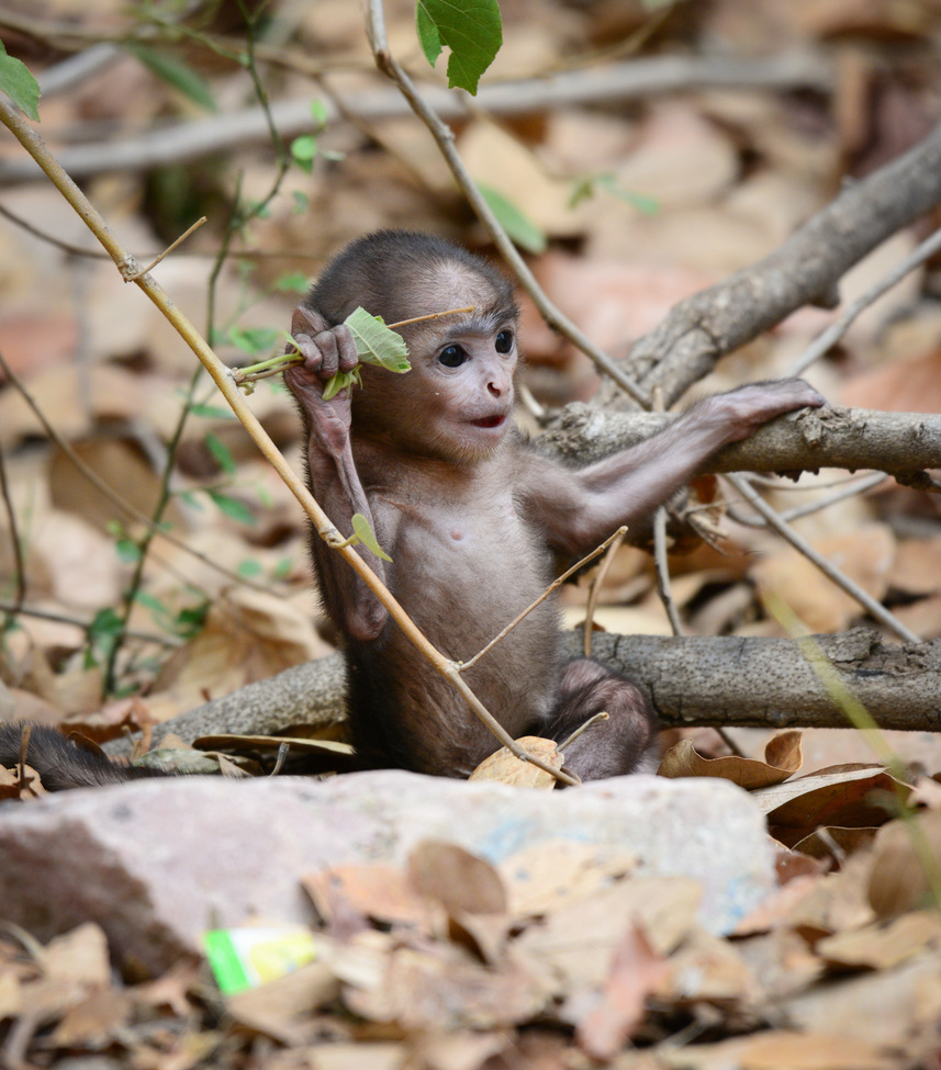 Common Langur Monkey, Ranthambore Tiger Reserve, India