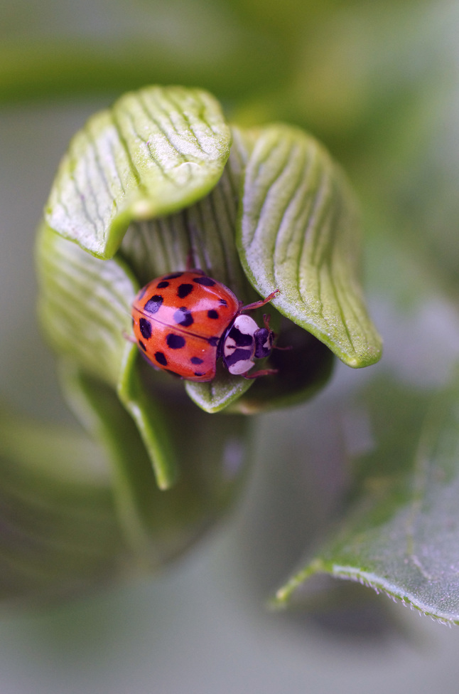 Ladybug, New Hampshire, Usa