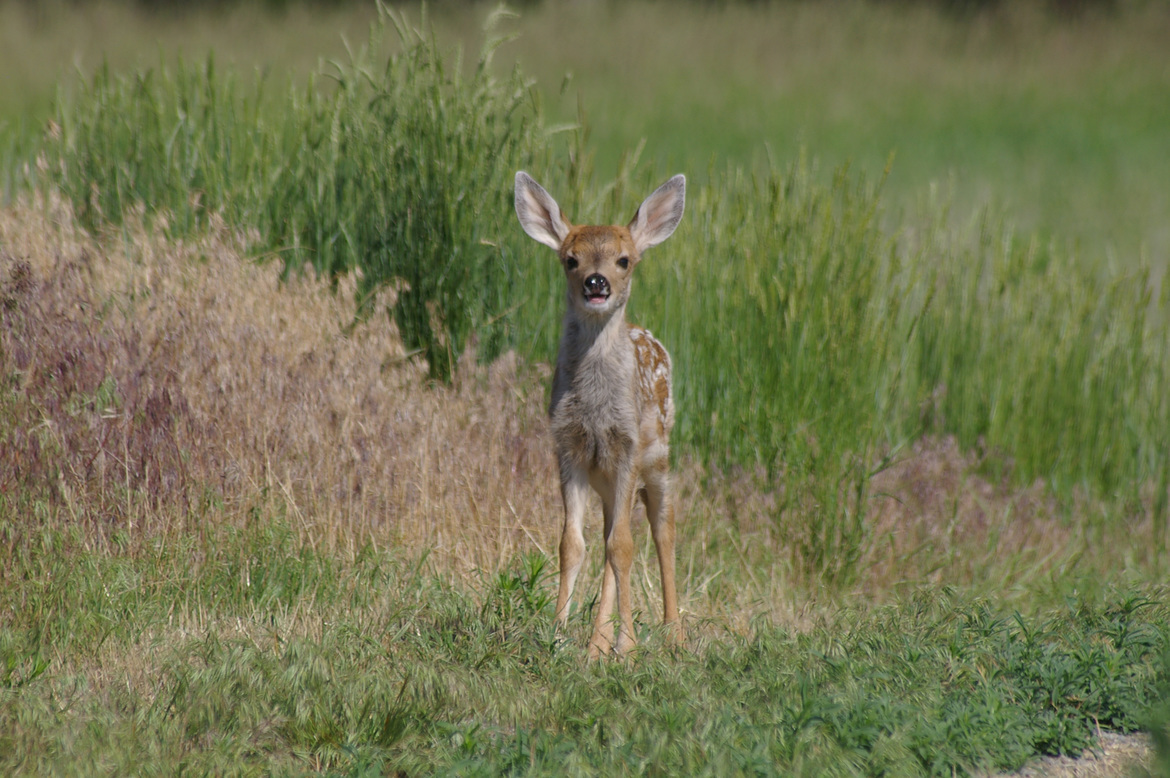 White Tail Fawn, Barr Lake Colorado, USA