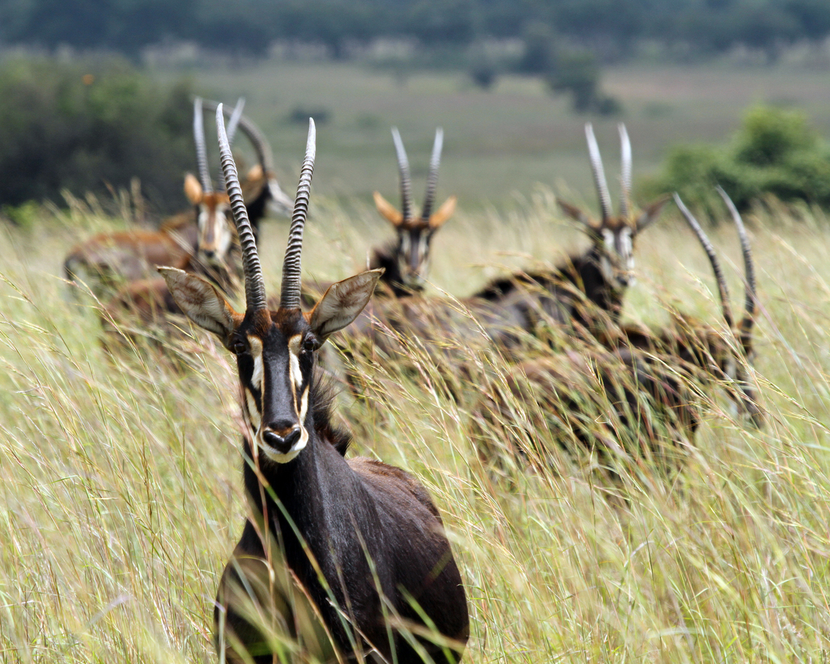 Sable Antelope, Imire Reserve, Zimbabwe