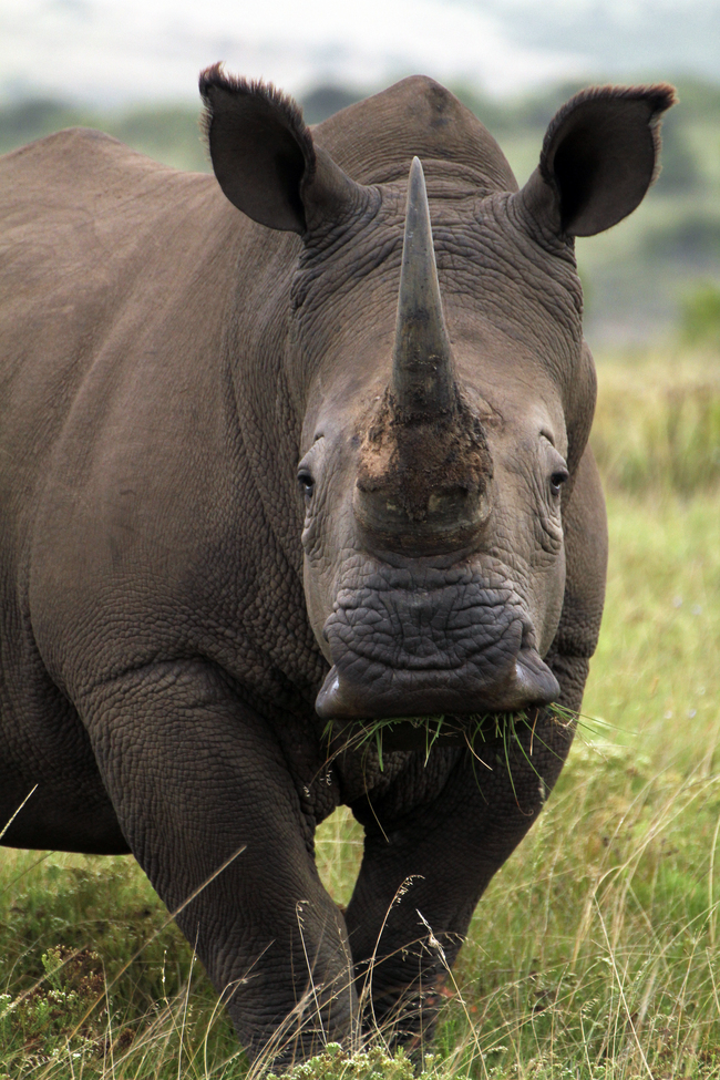 White Rhino, Kwantu Reserve, South Africa
