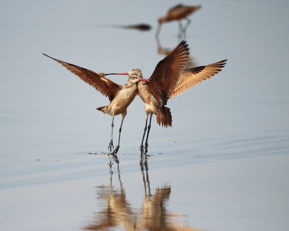 Marbled Godwit, Torrey Pines State Beach/ Park/ Preserve; La Jolla CA, USA