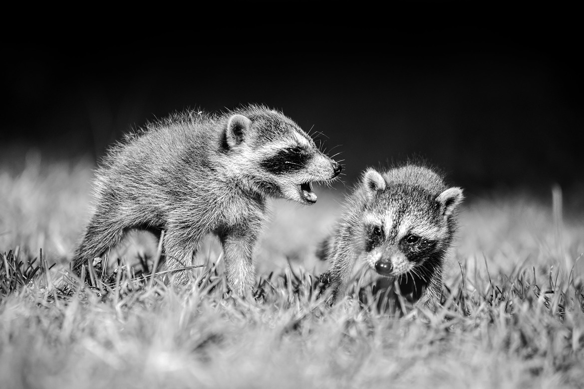 Common Raccoon (Procyon lotor), Wilmington Island, Georgia, United States