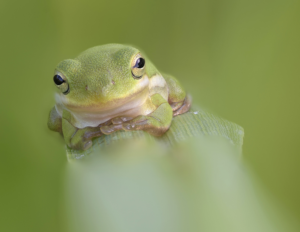 American green tree frog, Bonnet Carre' Spillway, Norco LA, USA