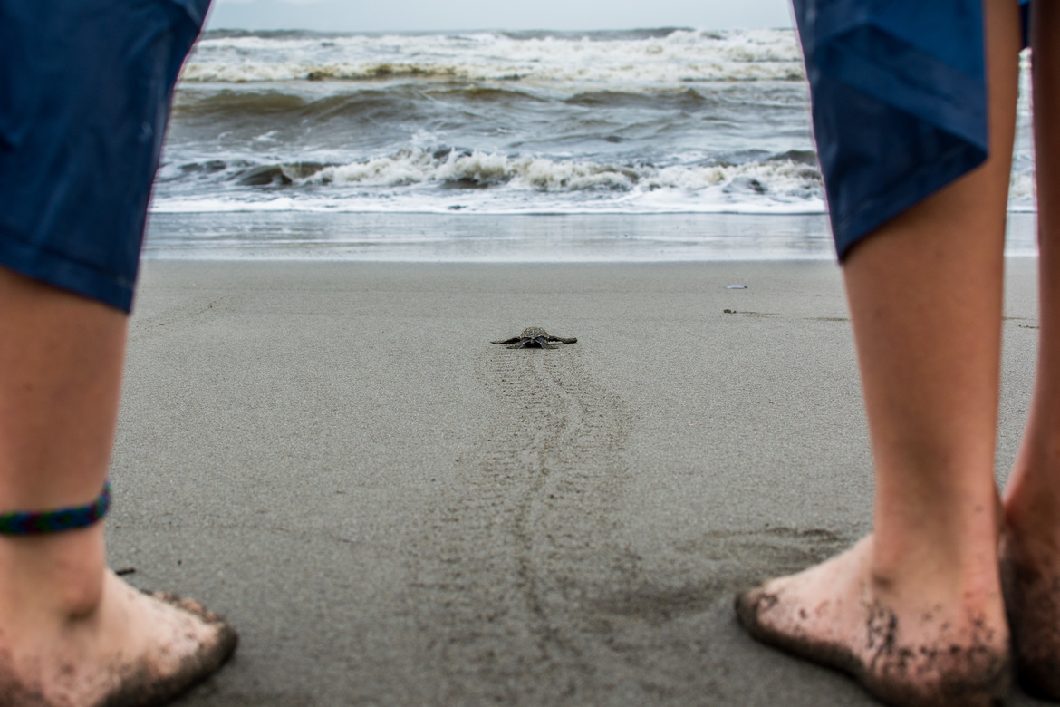 Leatherback sea turtle, Pacuare Nature Reserve, Costa Rica