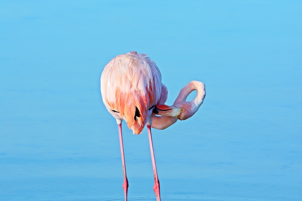 Flamingo, Galapagos Islands , Ecuador 