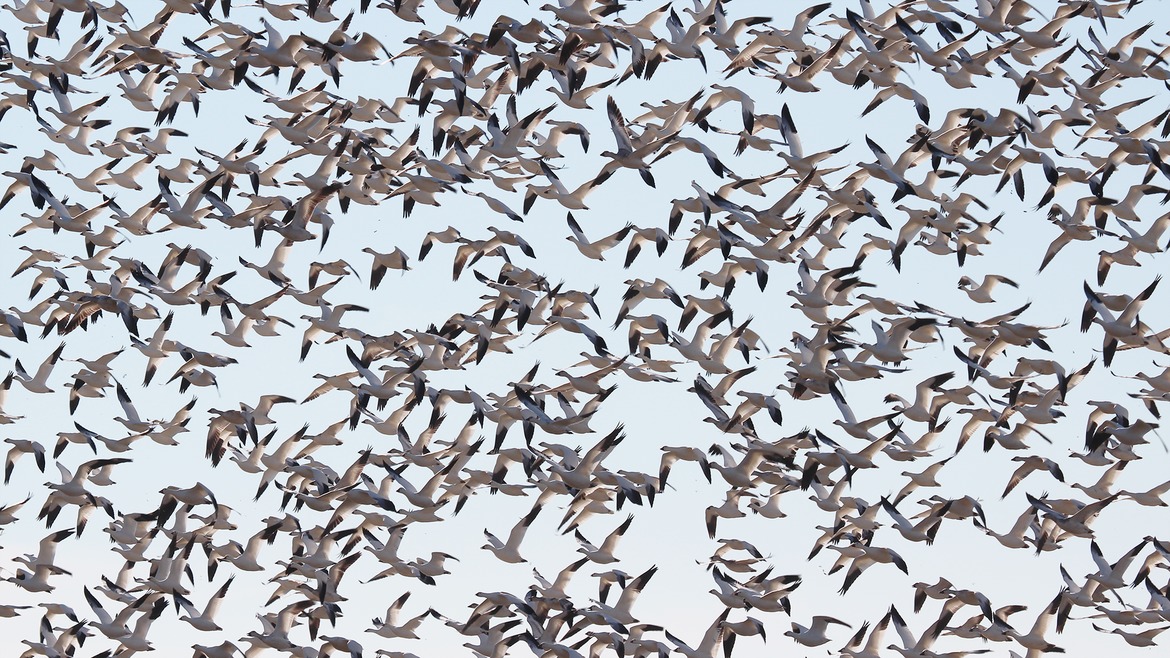 Snow Geese, Sonny Bono Salton Sea National Wildlife Refuge, USA
