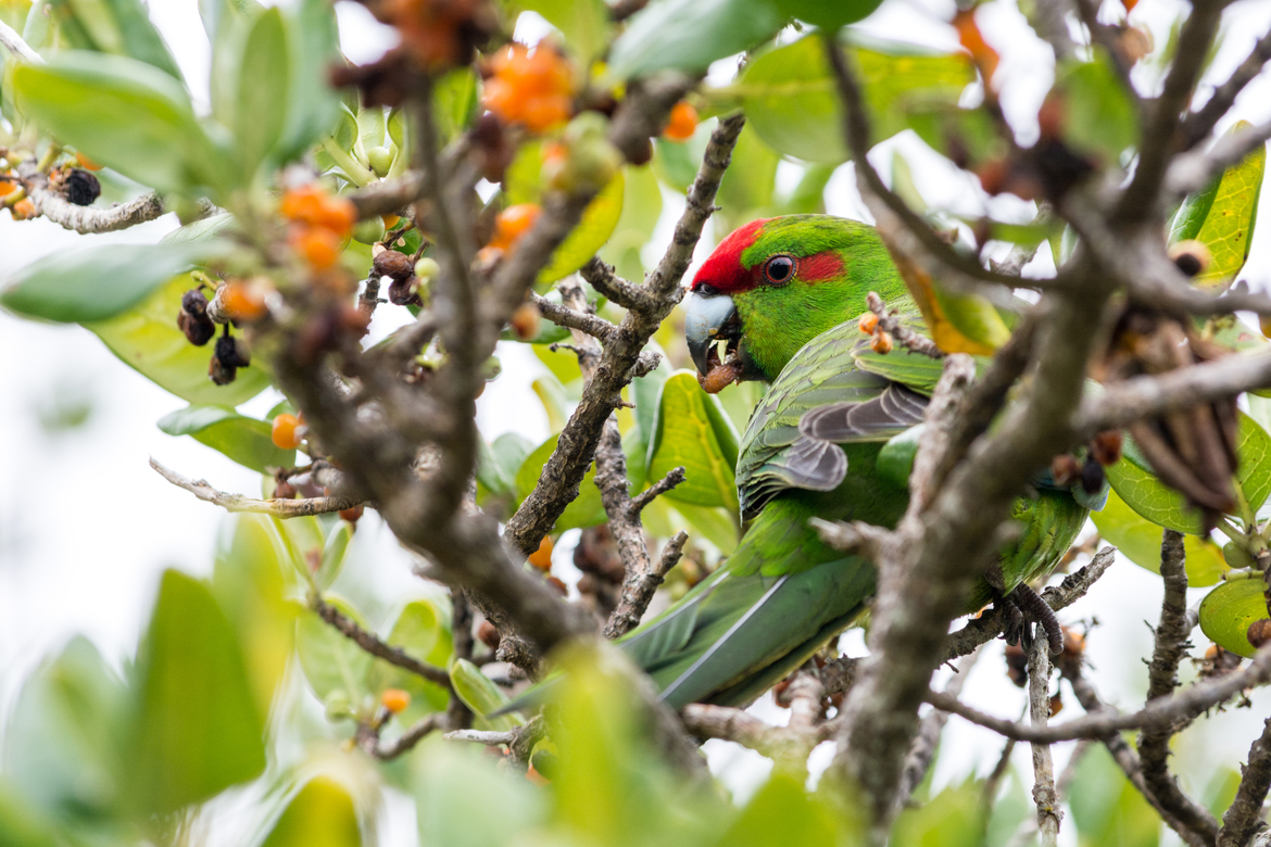 Red-crowned parakeet (kākāriki), Matiu/Somes Island, New Zealand