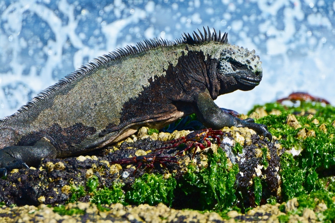 Marine Iguana, Sally lightfoot crabs, Galapagos Islands , Ecuador