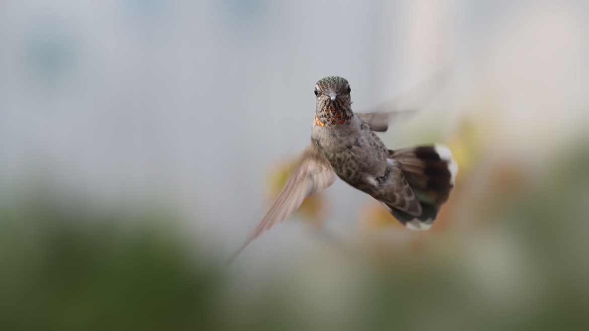 Anna's Hummingbird, North San Diego County, USA