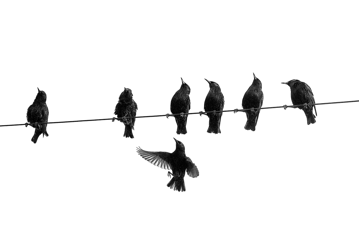 Common Starling (Sturnus vulgaris), Tybee Island, Georgia, United States