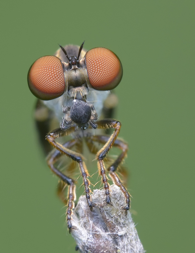 Robberfly, Stones River National Battlefield, Murfreesboro, TN, USA
