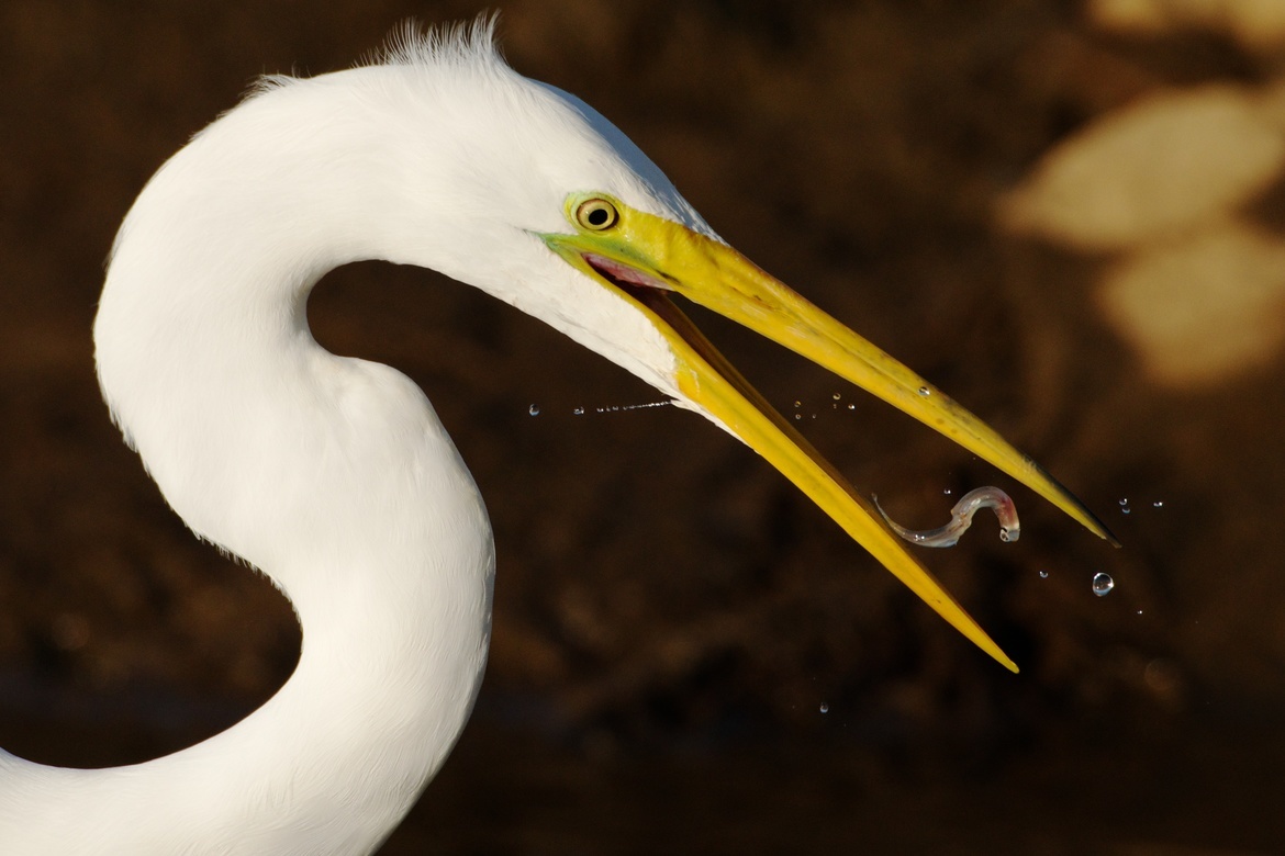 Great Egret, Arcata Marsh and Wildlife Sanctuary, United States