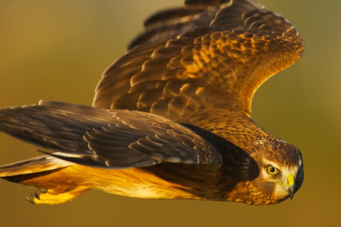Northern Harrier, Arcata Marsh and Wildlife Sanctuary, United States