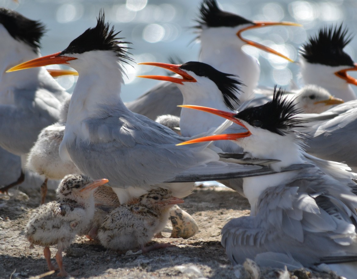 Elegant Tern Thalasseus elegans, San Diego Bay National Wildlife Refuge, USA