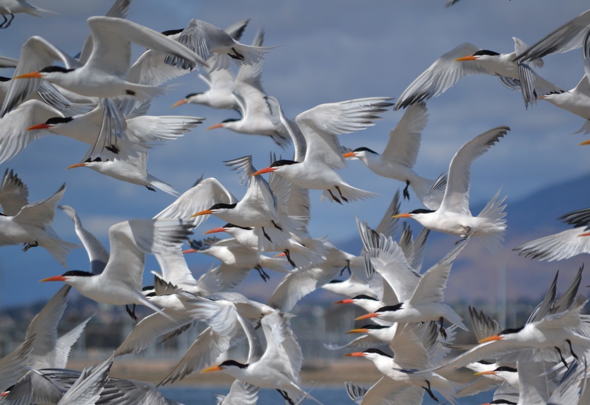 Elegant Tern Thalasseus elegans, San Diego Bay National Wildlife Refuge, USA