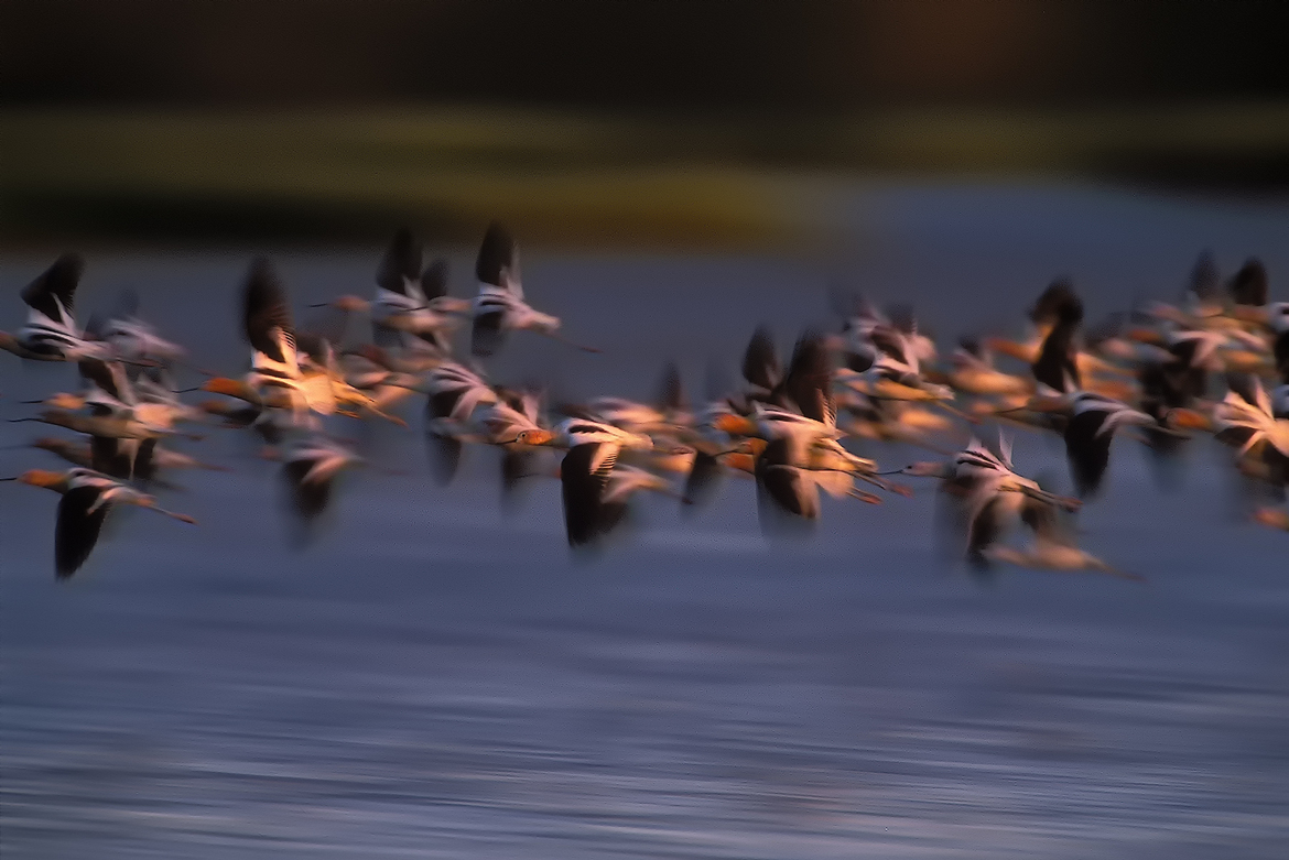 American Avocets, Venice, Louisiana, USA