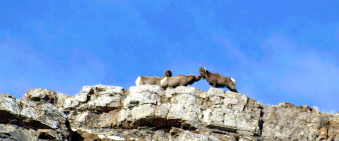 BIGHORN SHEEP, JACKSON, WYOMING, USA