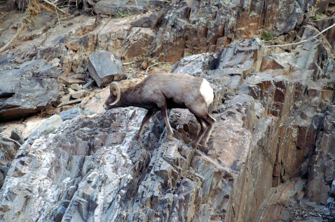 BIGHORN SHEEP, ESTES PARK, USA