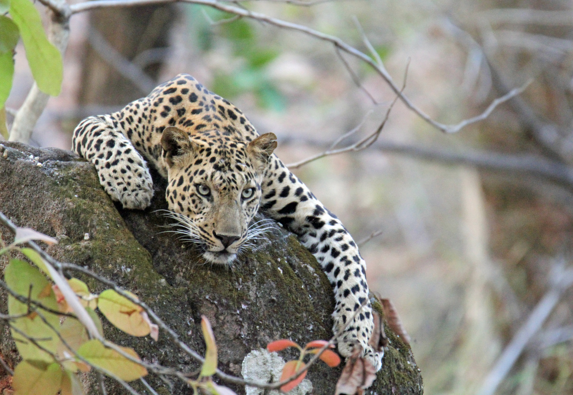 leopard, Bandhavgarh National Park, India
