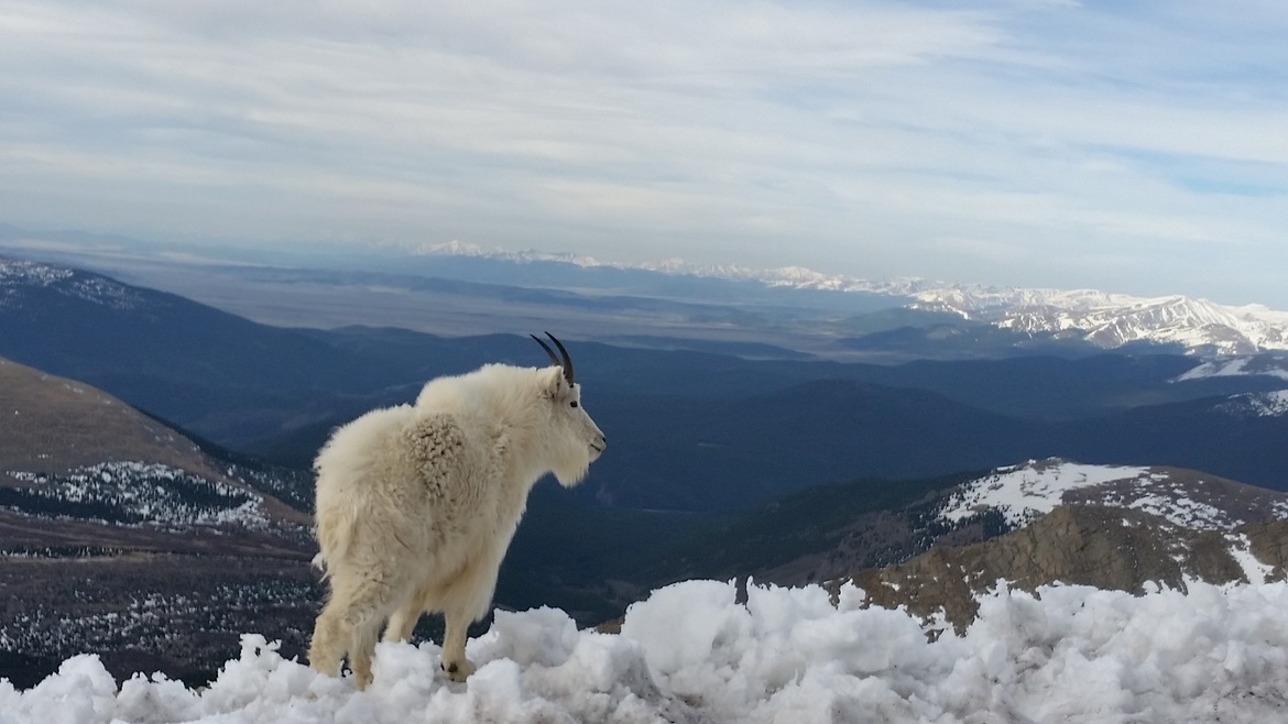 Mountain Goat, Rocky Mountains, United States