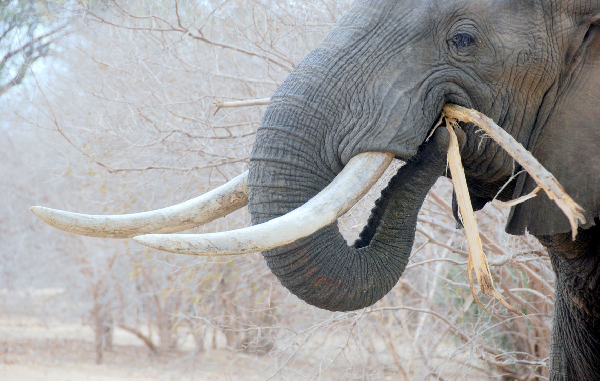 elephant, Mana pools, Zimbabwe